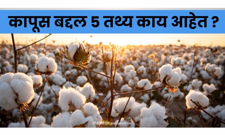 5 Facts about cotton