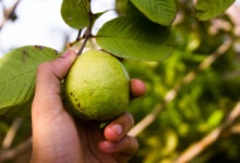 Guava Leaves benefits