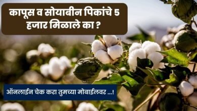 Cotton Subsidy